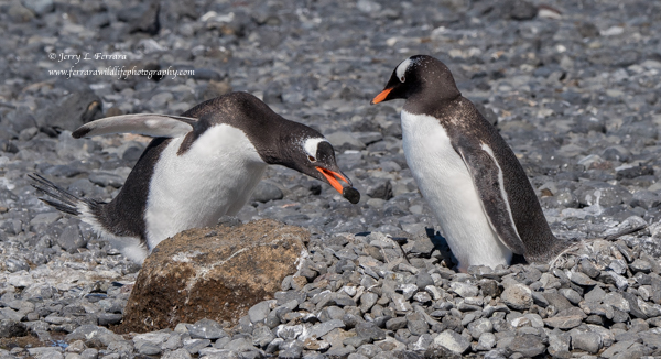 Gentoo Penguin