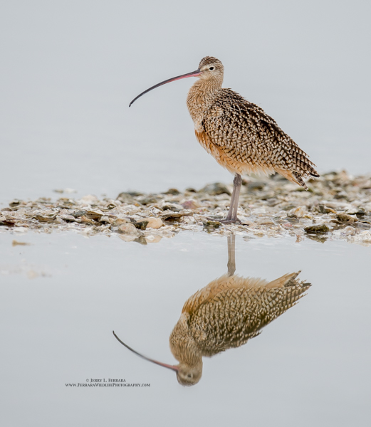 Long-billed Curlew