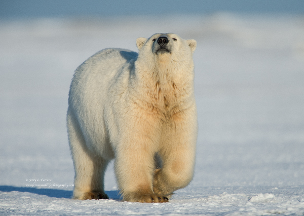 Polar Bear