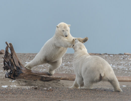 Polar Bear