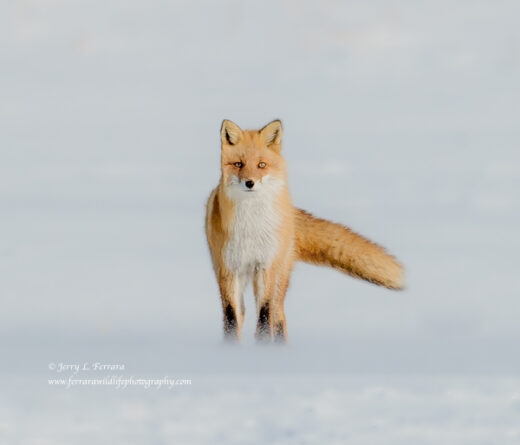 Red Fox