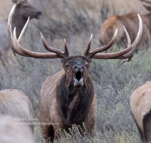 Rocky Mountain Elk