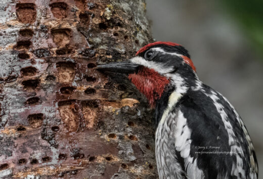 Red-naped Sapsucker