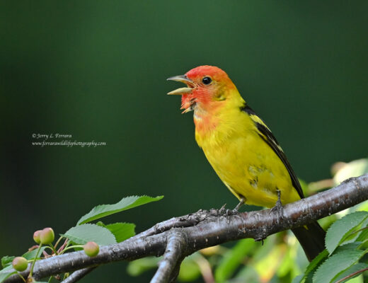 Western Tanager