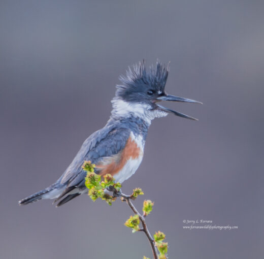 Belted Kingfisher