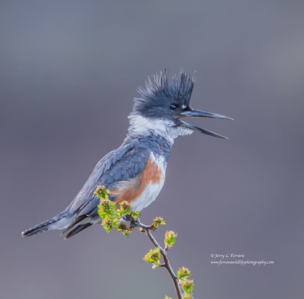 Belted Kingfisher