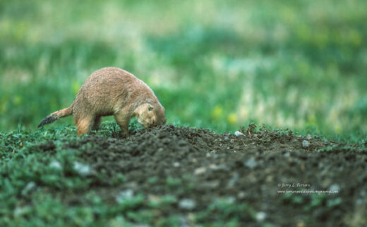 Black-tailed Prairie Dog