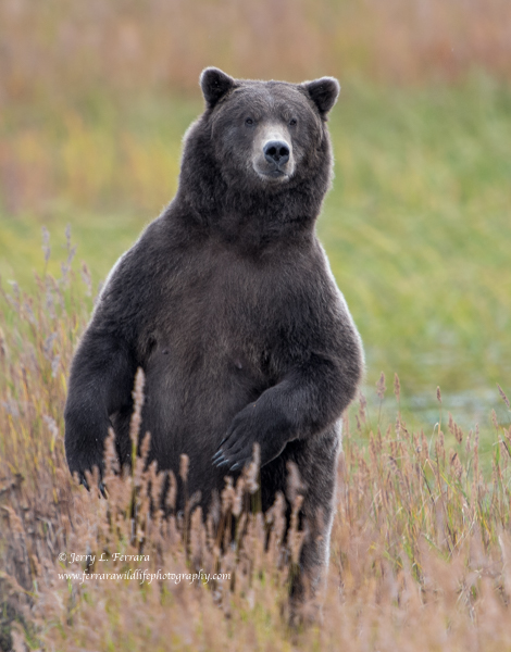 Coastal Brown Bear