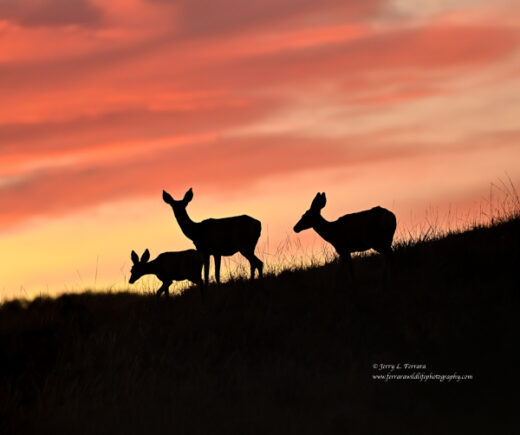 Mule Deer