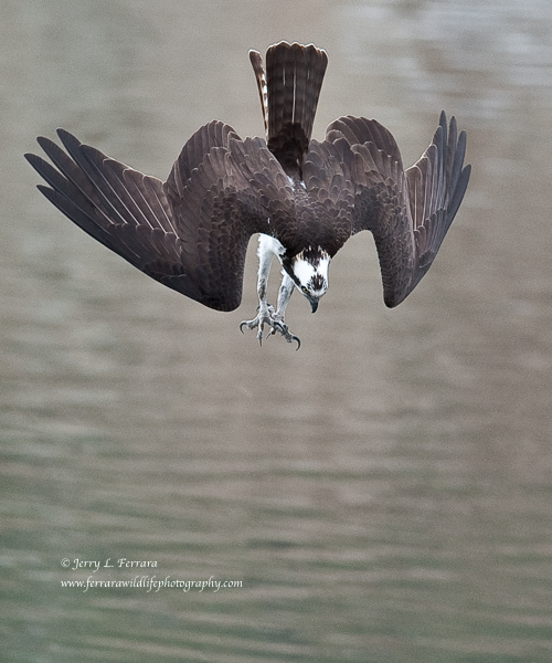 Osprey