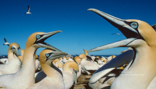 Cape Gannet