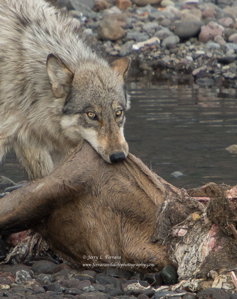 Gray Wolf