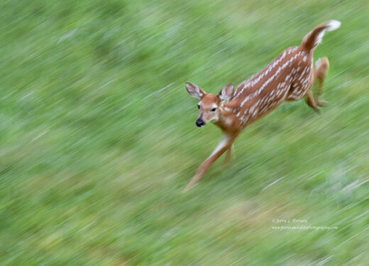 White-tailed Deer