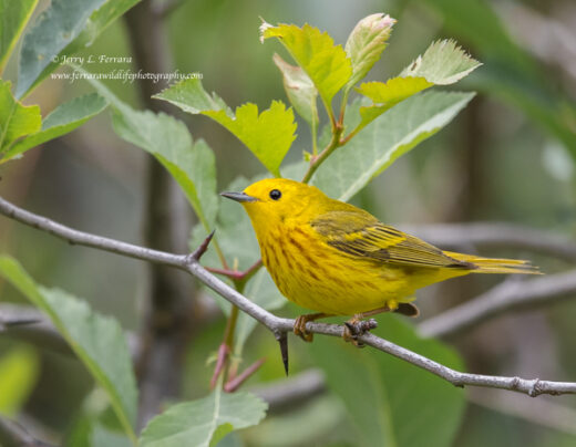 Yellow Warbler