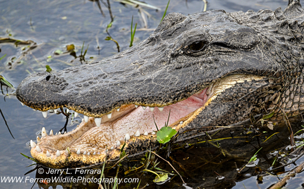 American Alligator