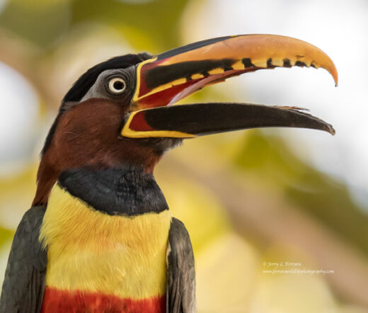 Chestnut-eared Aracari