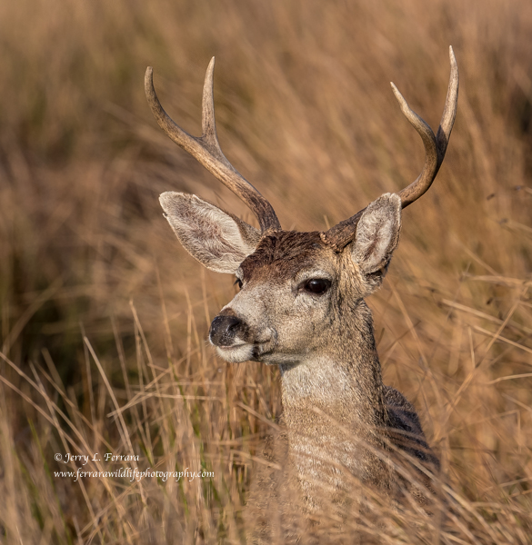 Black-tailed Deer