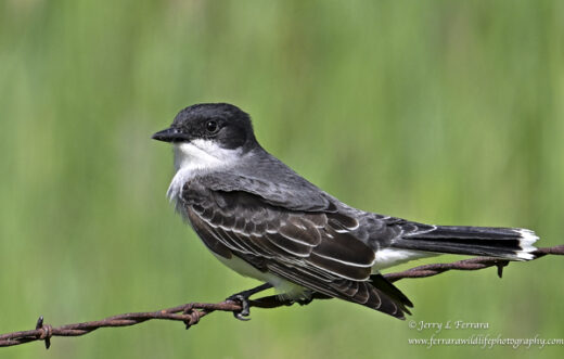 Eastern Kingbird