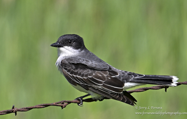 Eastern Kingbird