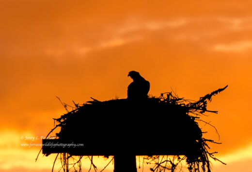 Osprey