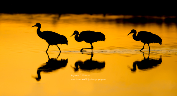 Sandhill Cranes