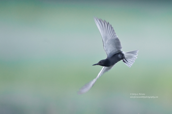 Black Tern