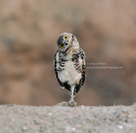 Burrowing Owl