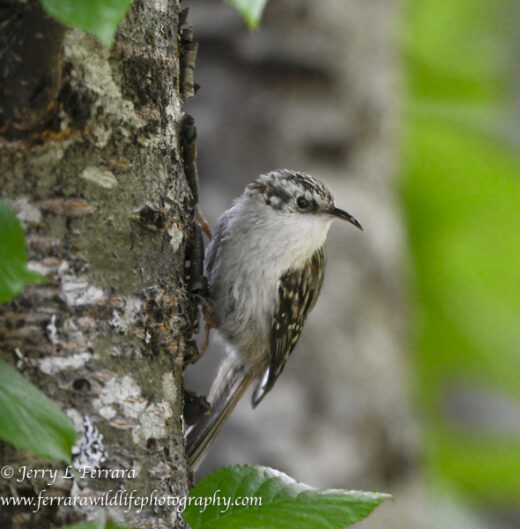 Brown Creeper