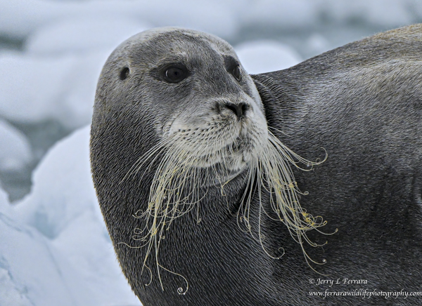 Bearded Seal