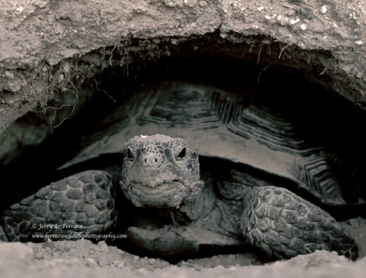 Desert Tortoise