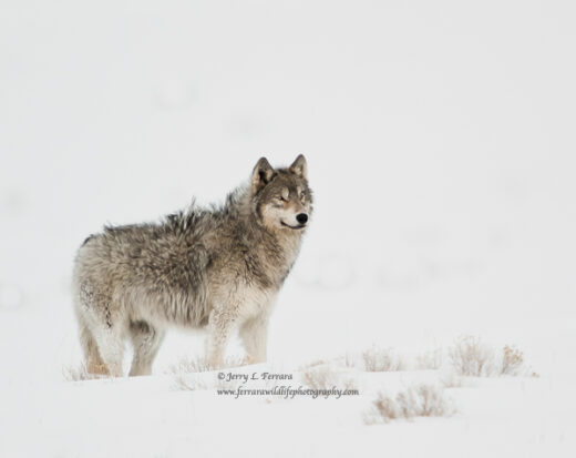 Gray Wolf