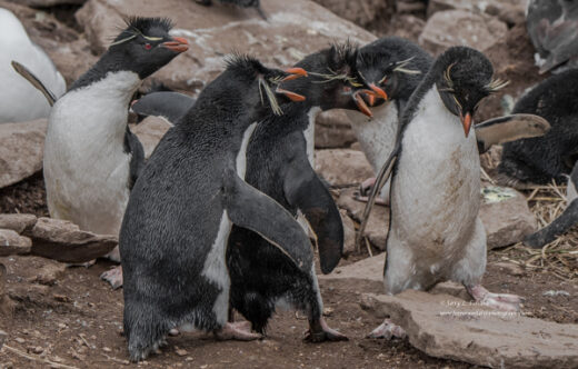 Rockhopper Penguin