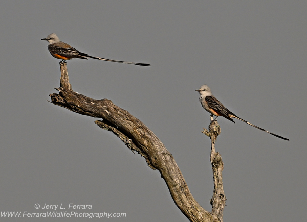 Scissor-tailed Flycatchers