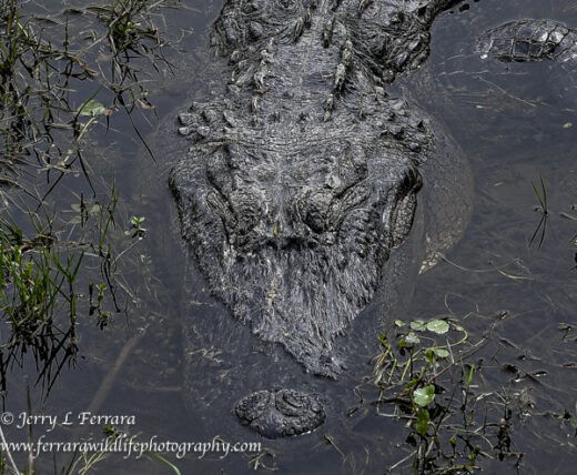 American Alligator