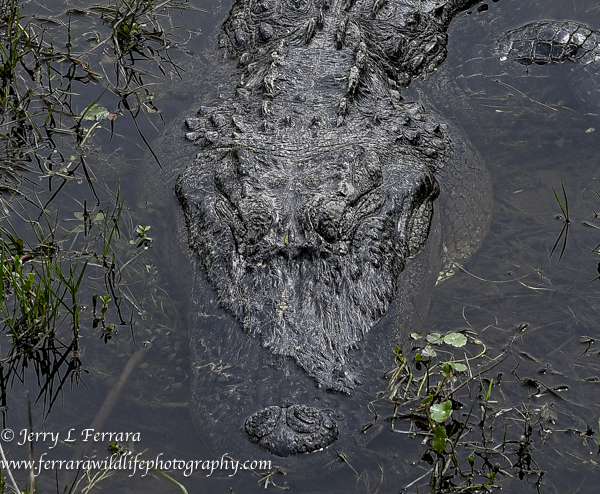 American Alligator