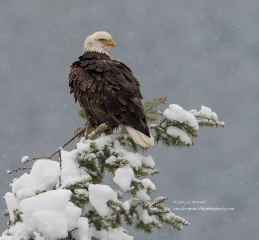 Bald Eagle