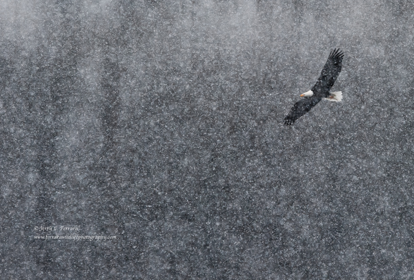 Bald Eagle