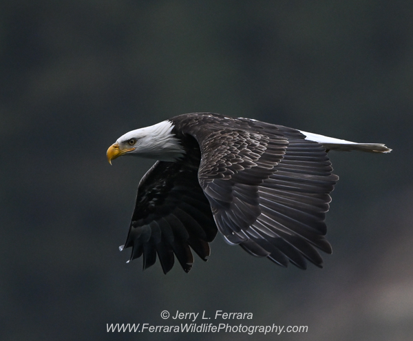 Bald Eagle