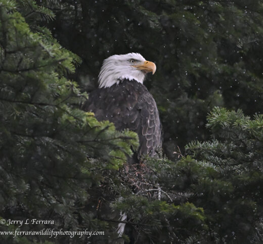 Bald Eagle