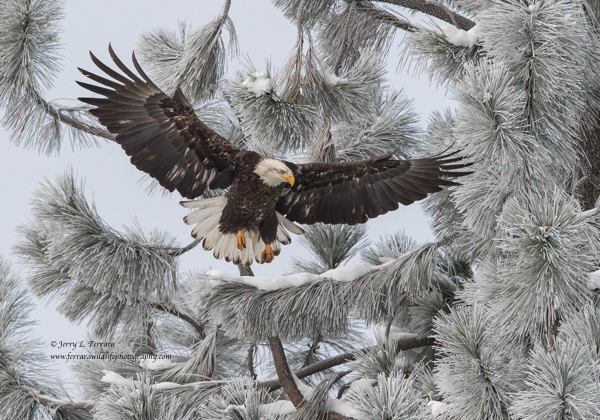 Bald Eagle