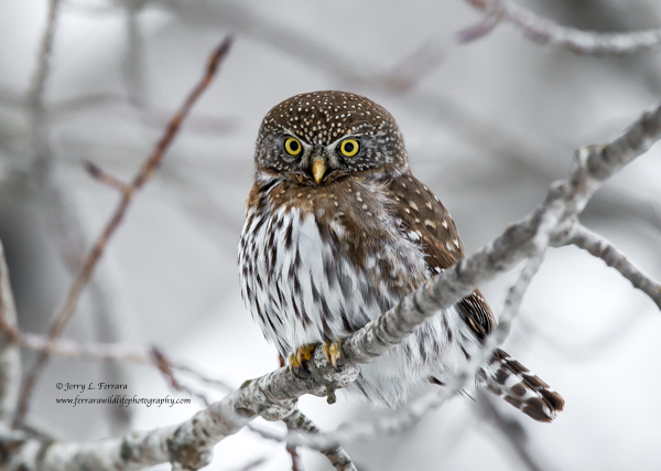 Northern Pygmy Owl