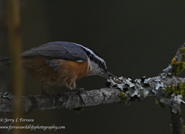 Red-breasted Nuthatch