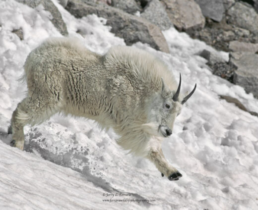 Mountain Goat