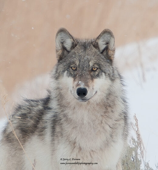 Timber Wolf