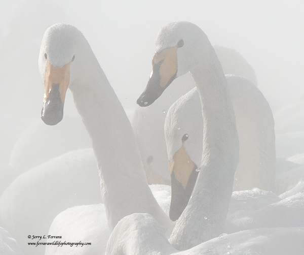 Whooper Swans