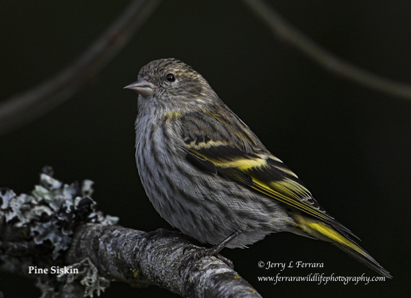 Pine Siskin