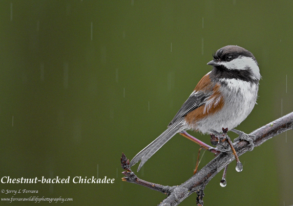 Chestnut-backed Chickadee