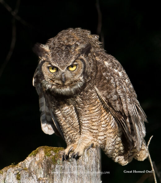 Great Horned Owl