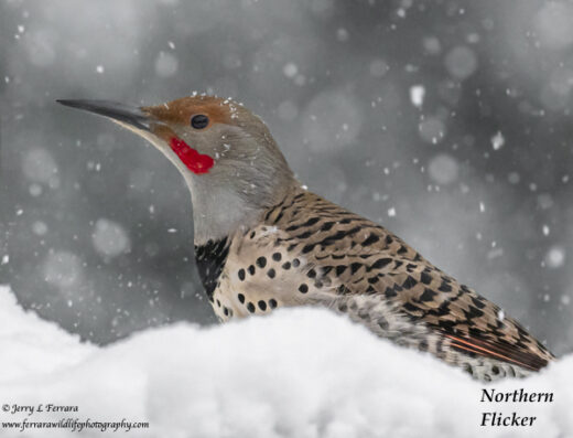 Northern Flicker