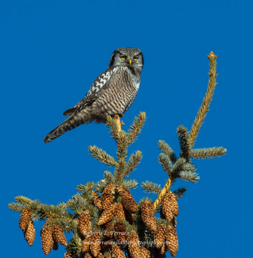 Northern Hawk Owl